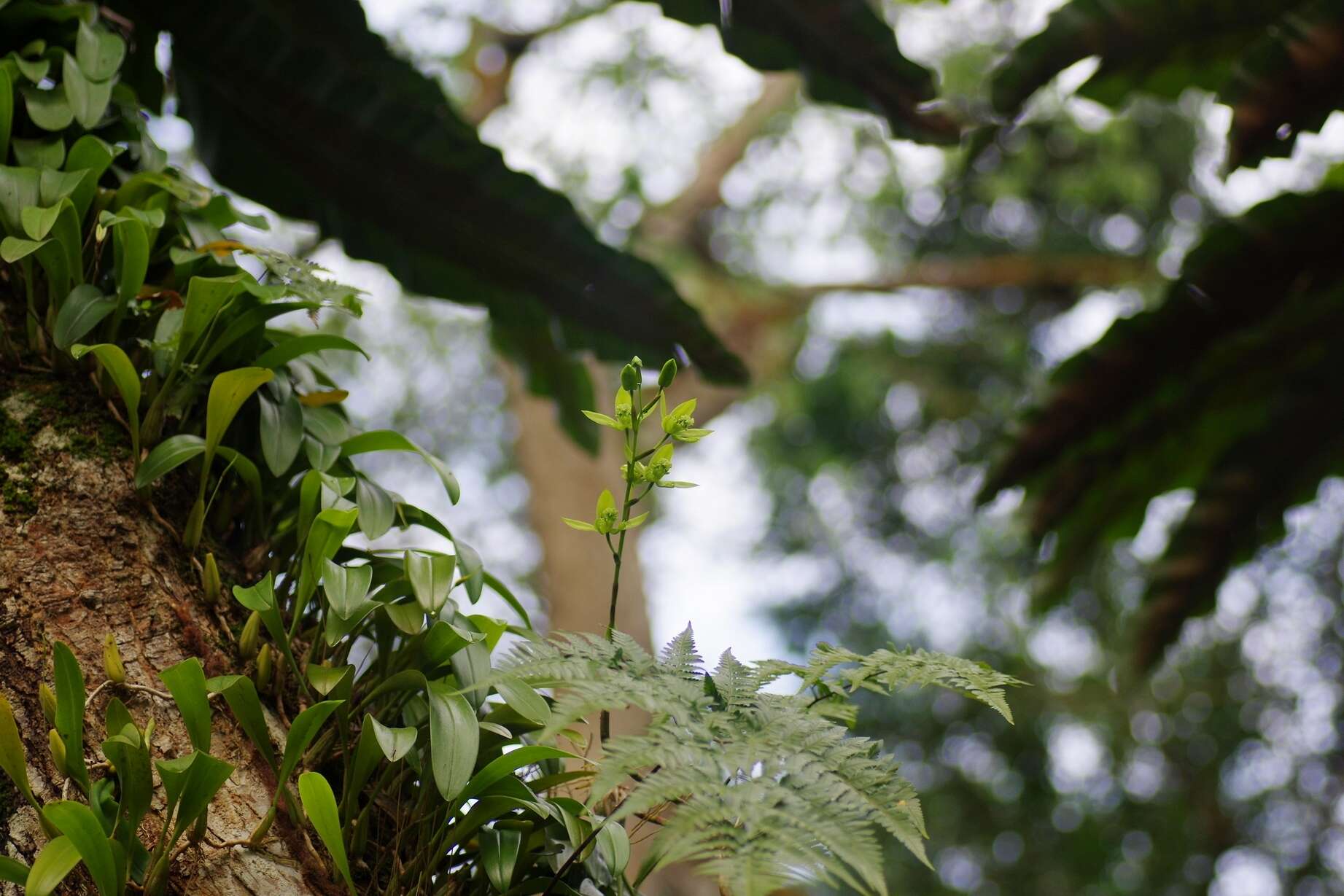 Image of Coelogyne mayeriana Rchb. fil.