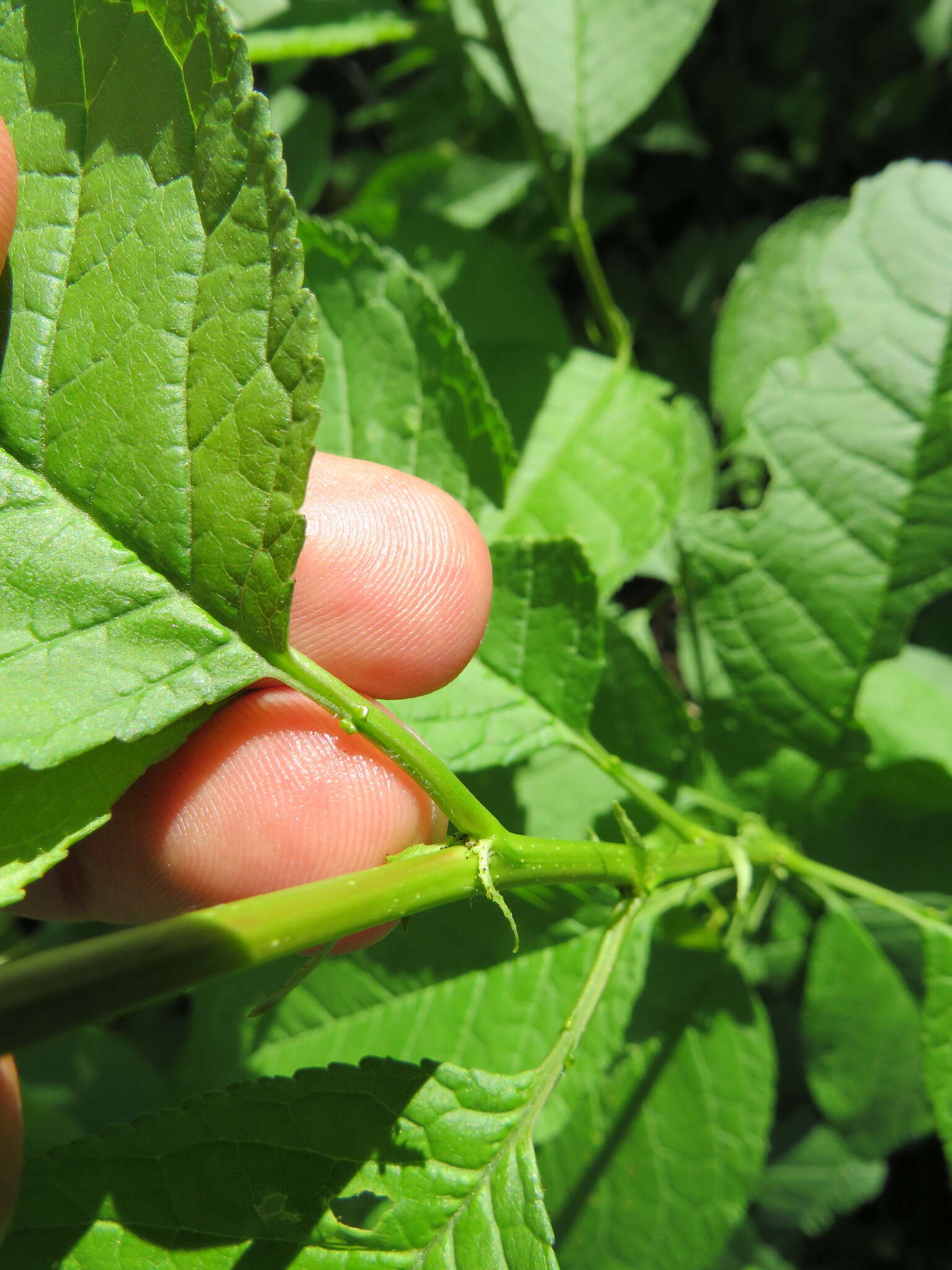 Image of Canadian plum