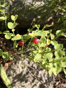 Image de Vaccinium scoparium Leiberg