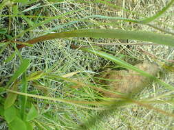 Image of Howell's mariposa lily