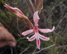 Image de Tritoniopsis revoluta (Burm. fil.) Goldblatt