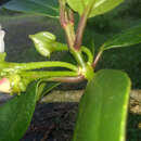 Image of Blakea grandiflora Hemsl.