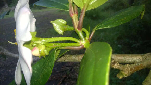 Image of Blakea grandiflora Hemsl.