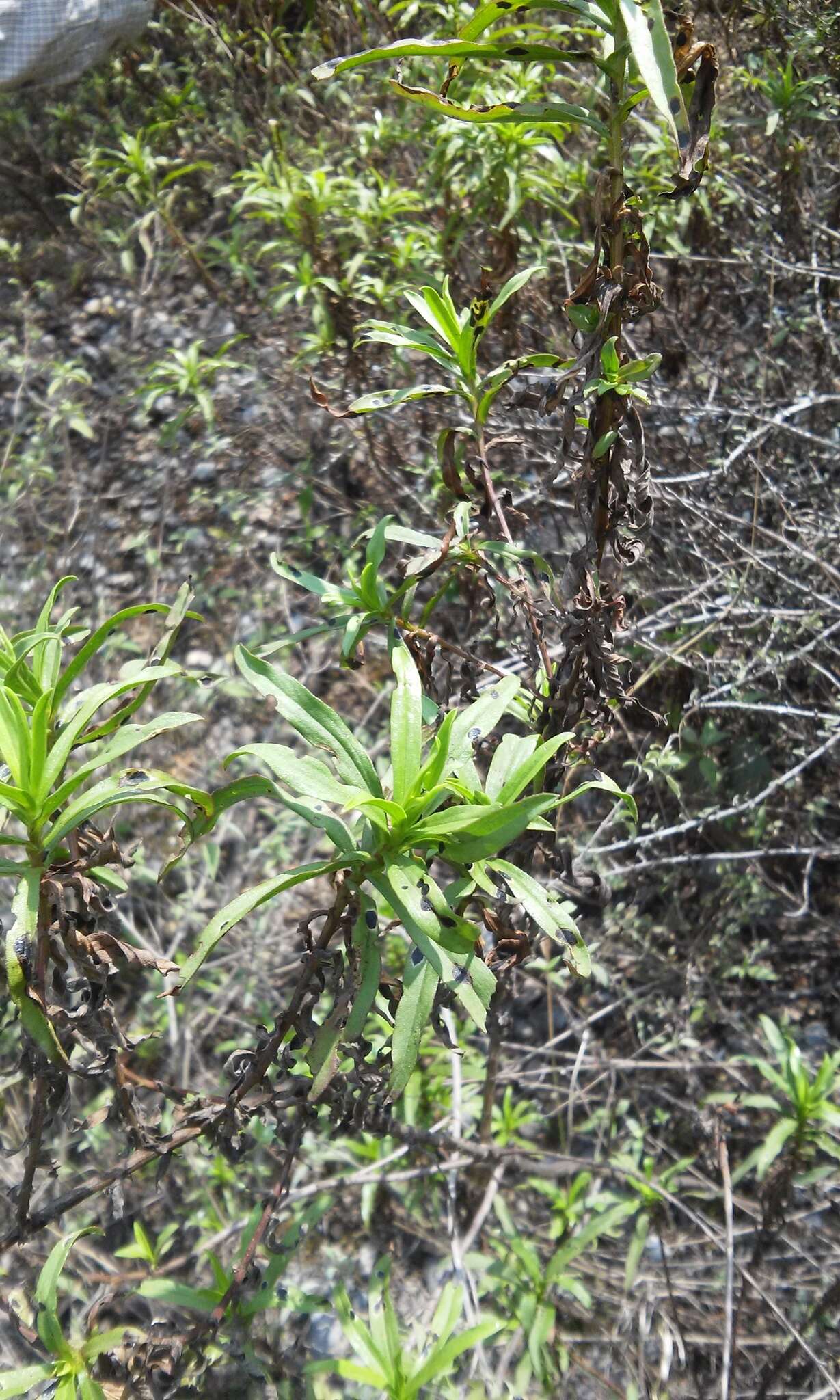 Plancia ëd Gymnosperma