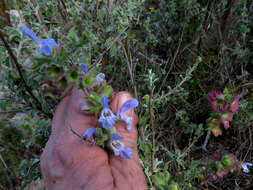 Imagem de Salvia africana L.