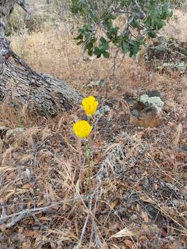 Image of Weed's mariposa lily