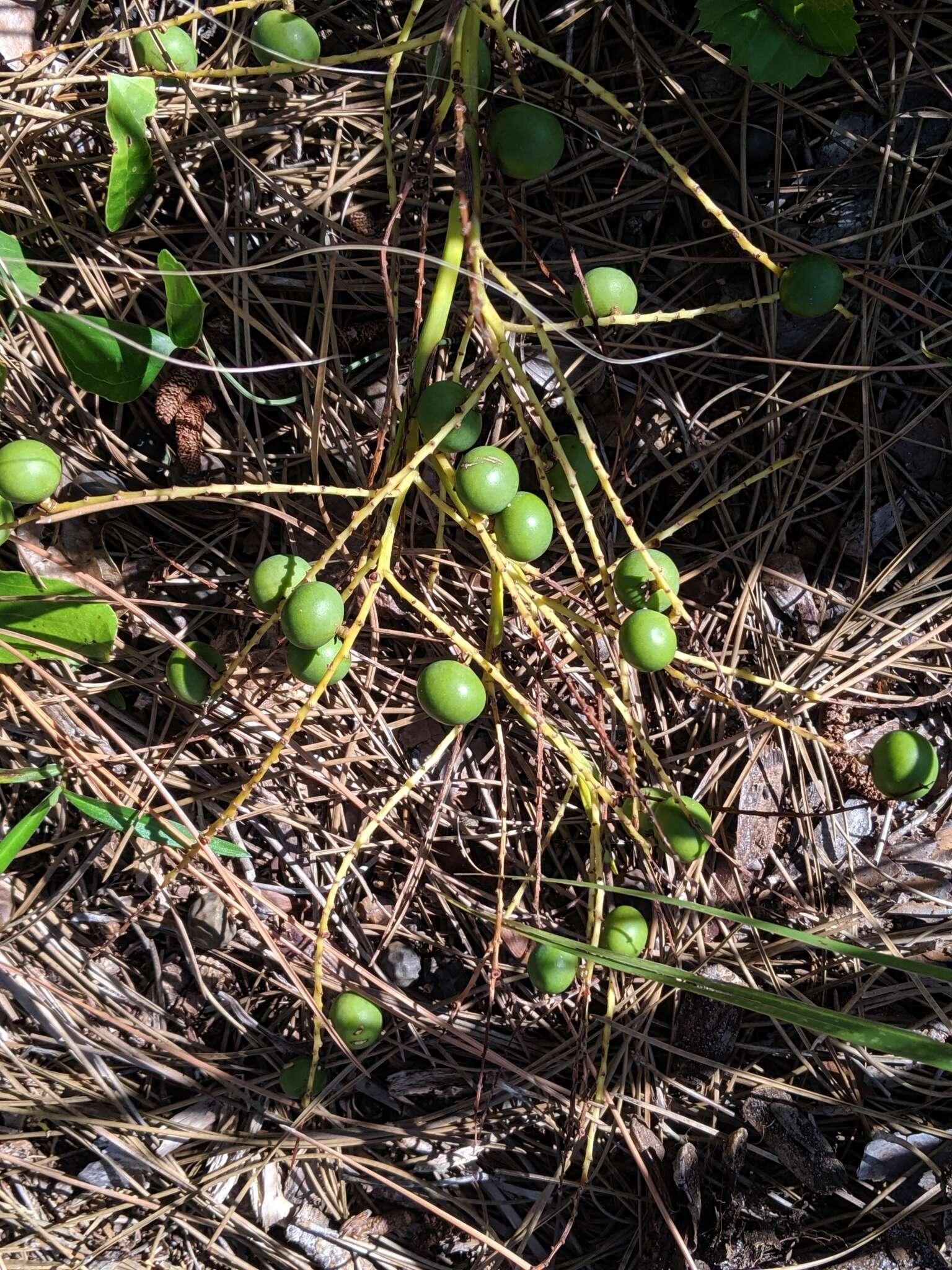 Image of scrub palmetto