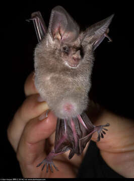 Image of California Leaf-nosed Bat