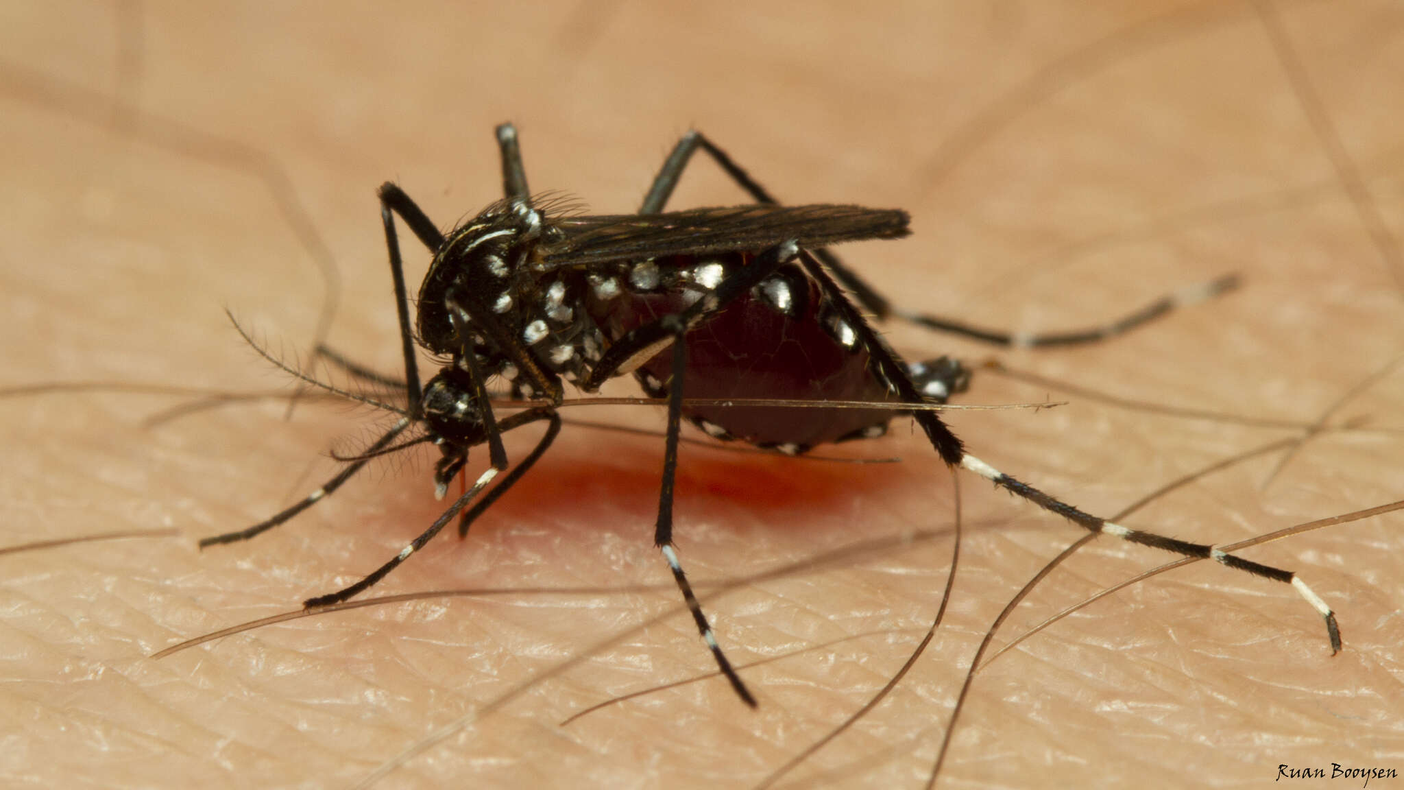 Image of Aedes contiguus Edwards 1936