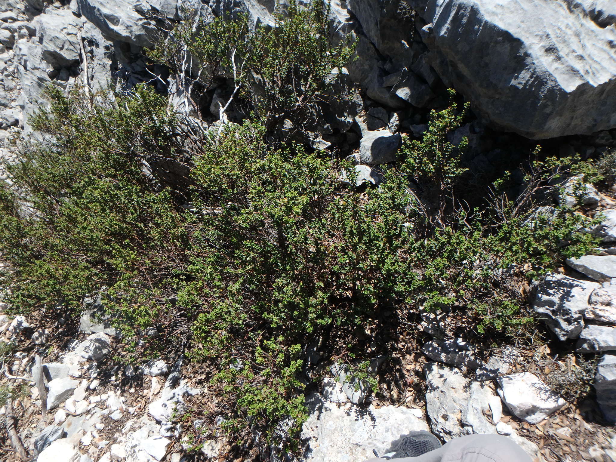 Image of Hypericum balearicum L.