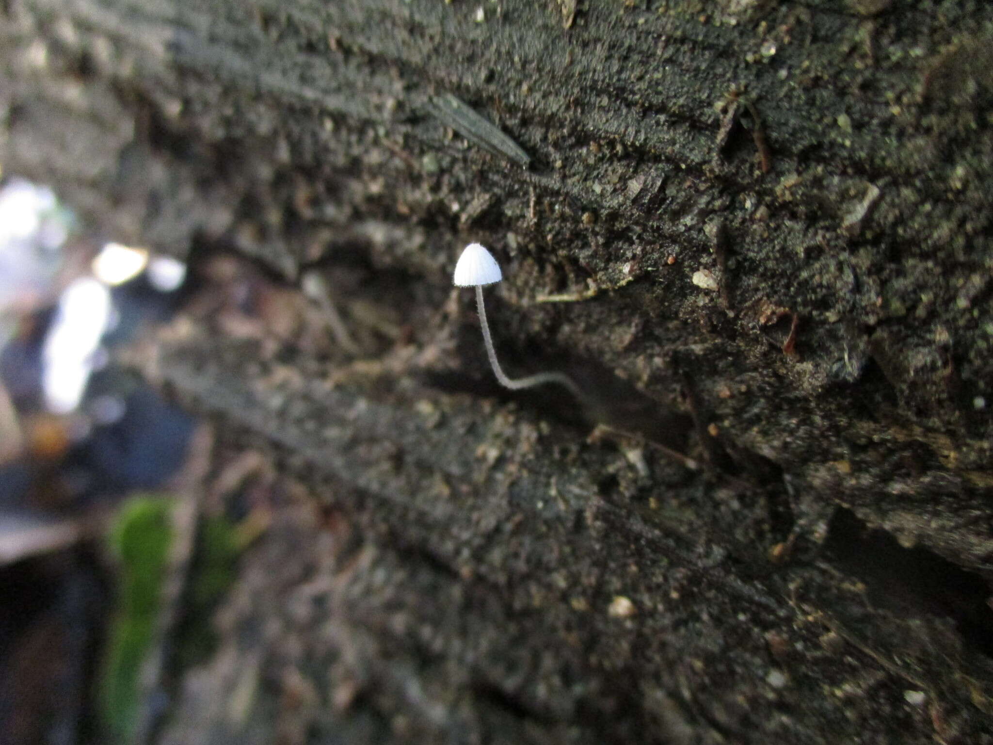 Sivun Mycena aciculata (A. H. Sm.) Desjardin & E. Horak 2002 kuva