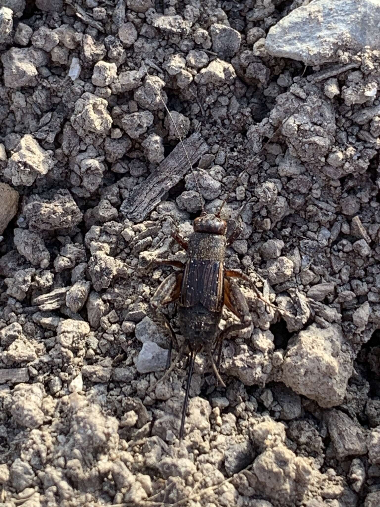 Image of Allard's Ground Cricket