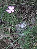 Image of Dianthus ciliatus Guss.