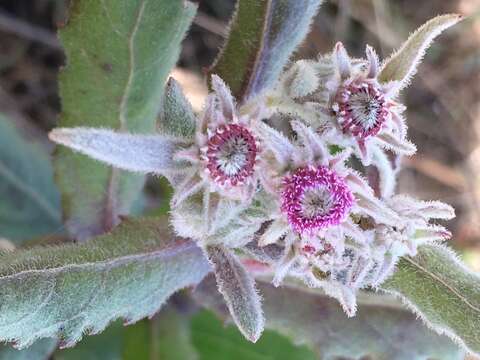 Image of Rosy Camphorweed