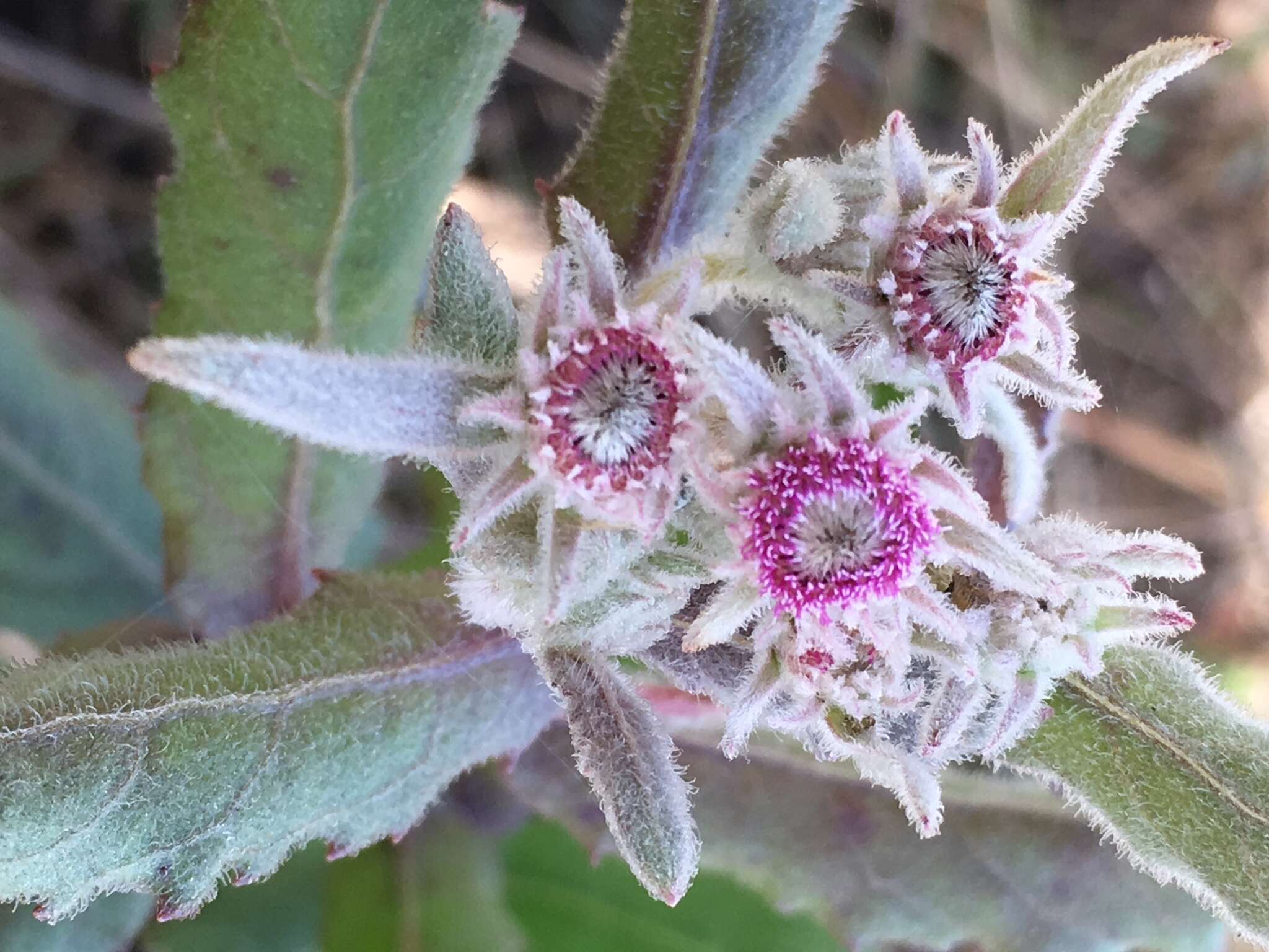 Image de Pluchea baccharis (Mill.) Pruski