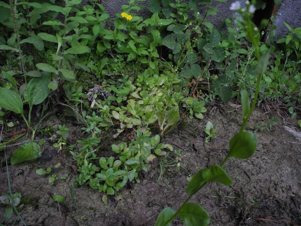 Image of seaside brookweed