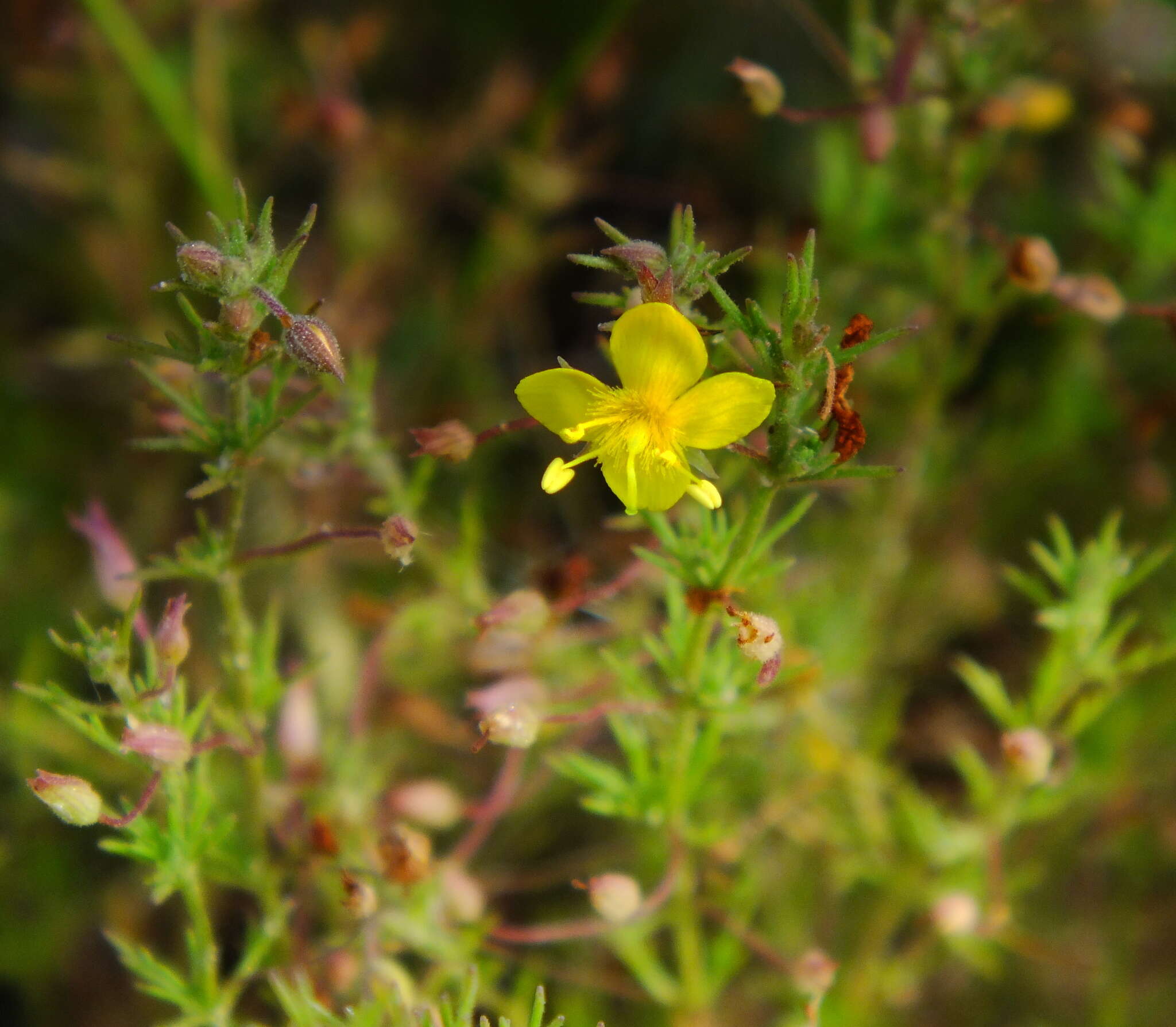 Plancia ëd Scoparia montevidensis (Spreng.) R. E. Fries