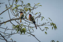 Merops bulocki frenatus Hartlaub 1854 resmi