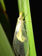 Image of scarce orange-headed lacewing