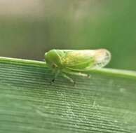 Image of Macropsis (Neomacropsis) decisa Hamilton 1983