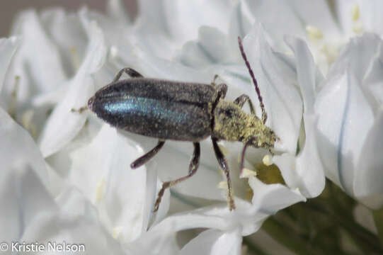 Sivun Brachysomida californica (Le Conte 1851) kuva