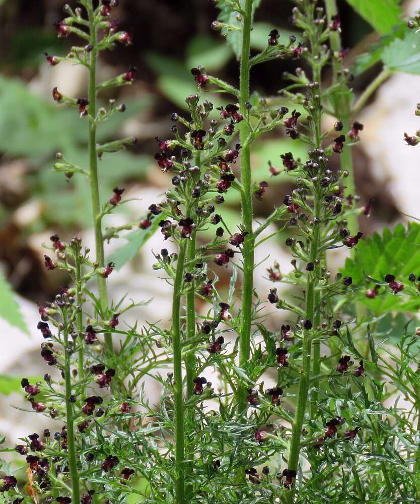 Image of Hopp's figwort