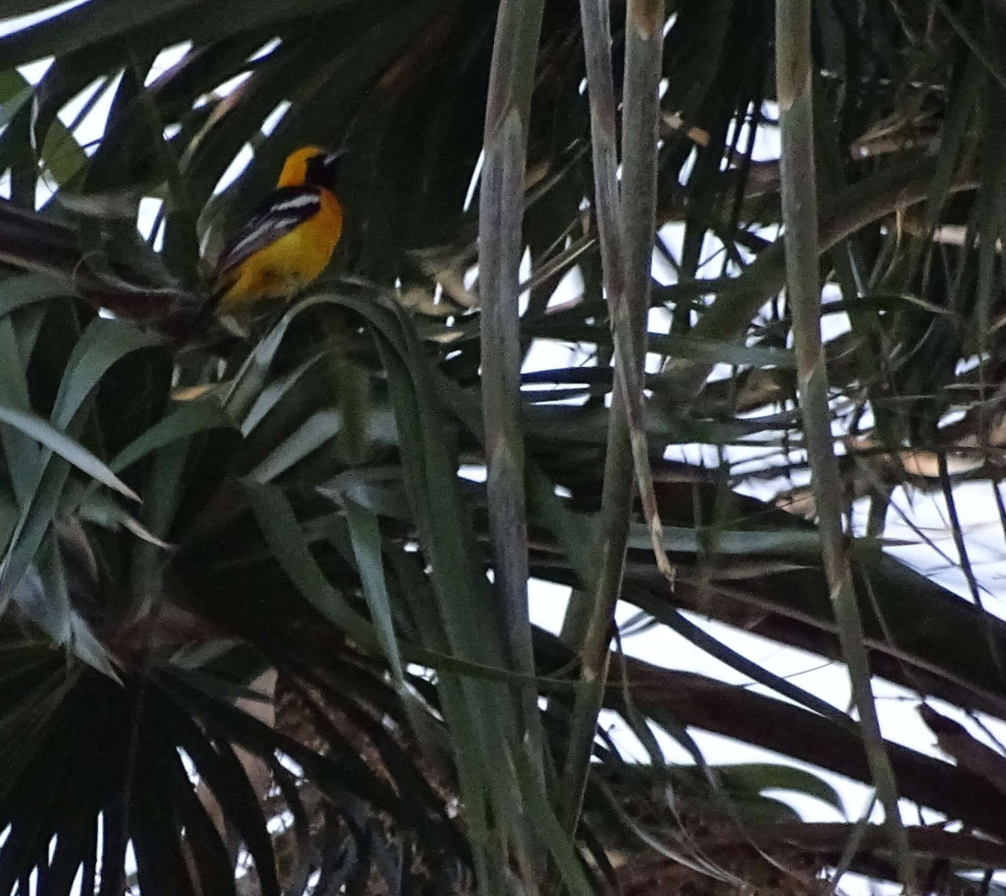 Image of Hooded Oriole