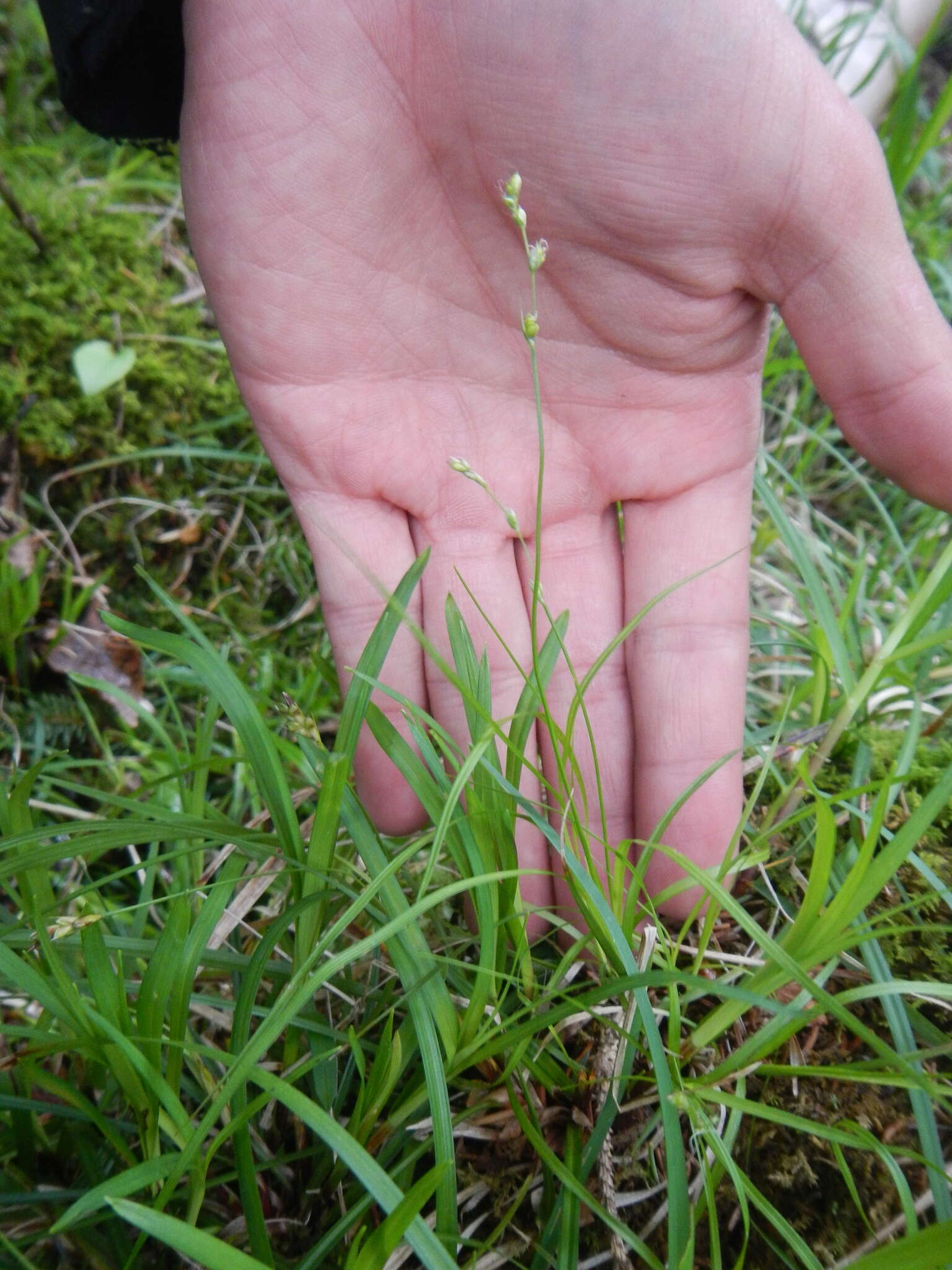 Image of softleaf sedge