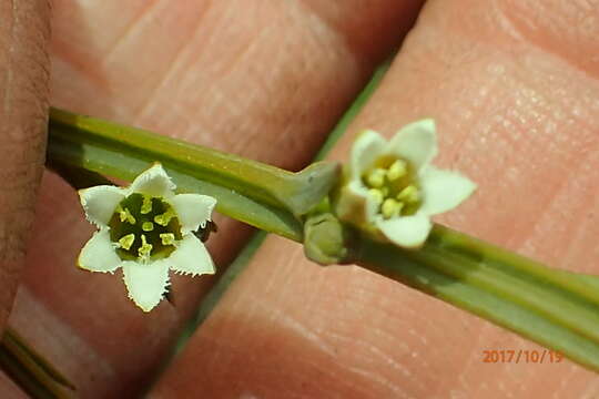 Image of Thesium angulosum A. DC.