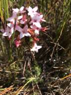 Image of Erica fastigiata var. fastigiata