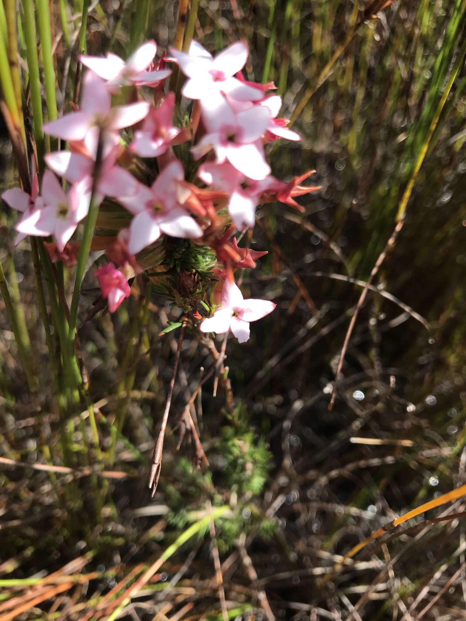 Image of Erica fastigiata var. fastigiata