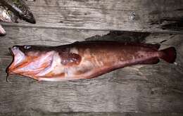 Image of Southern bastard codling