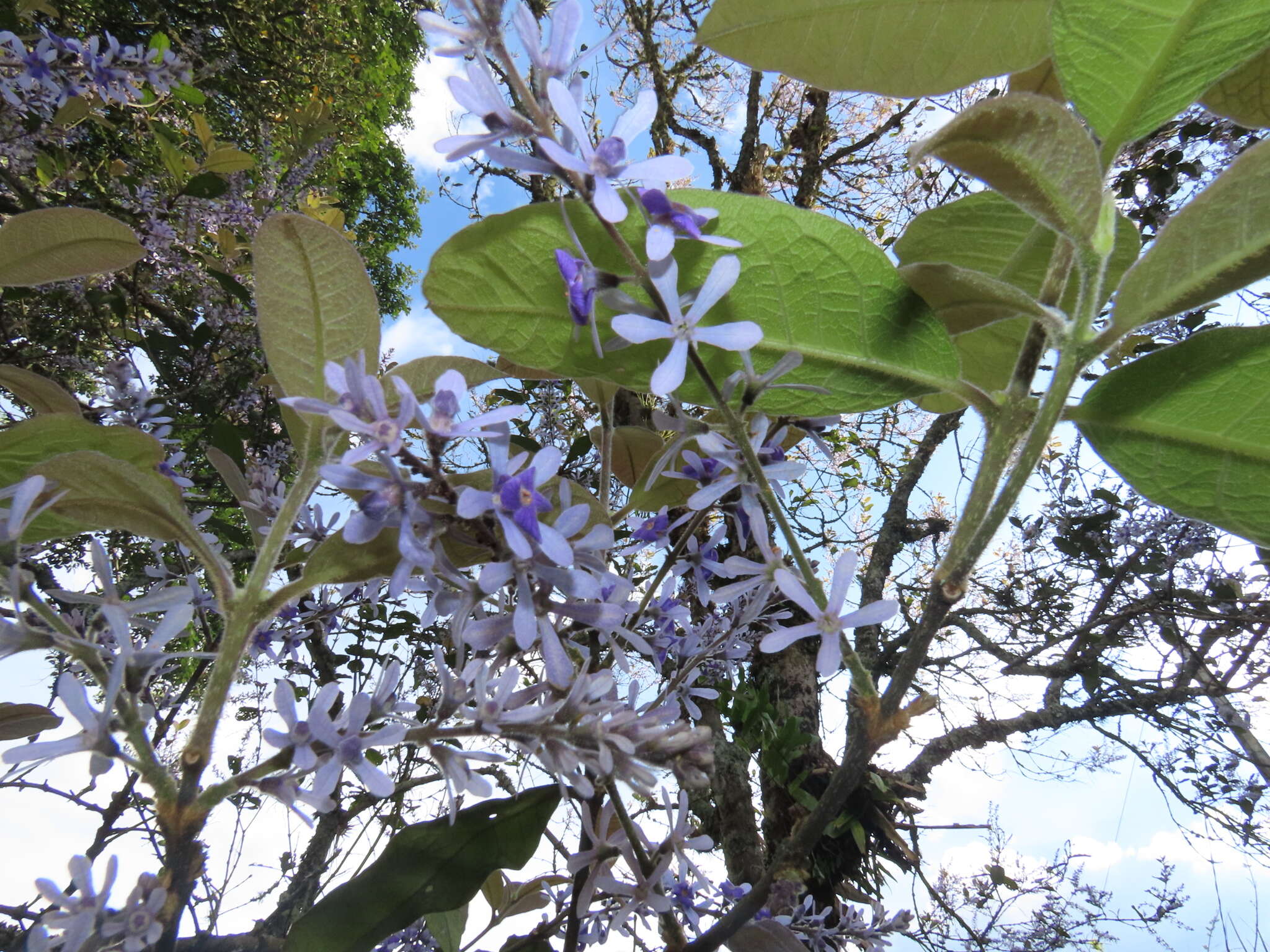 Petrea rugosa Kunth resmi