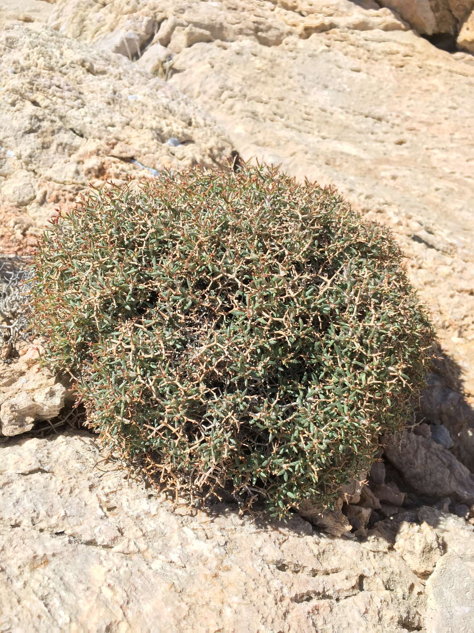 Imagem de Eriogonum heermannii var. sulcatum (S. Wats.) Munz & Reveal