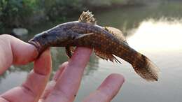 Image of Olive flathead-gudgeon