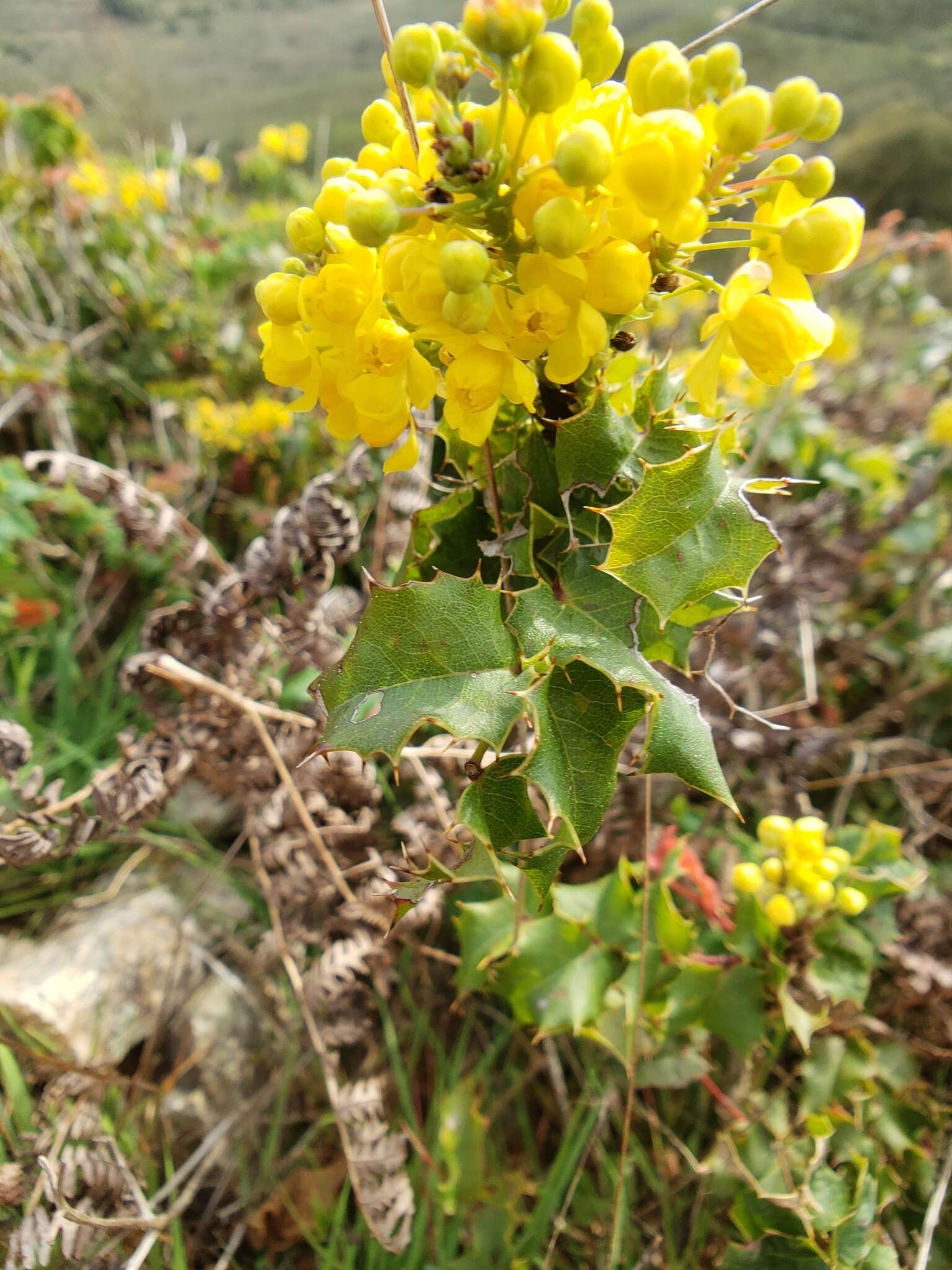 Image of Mahonia