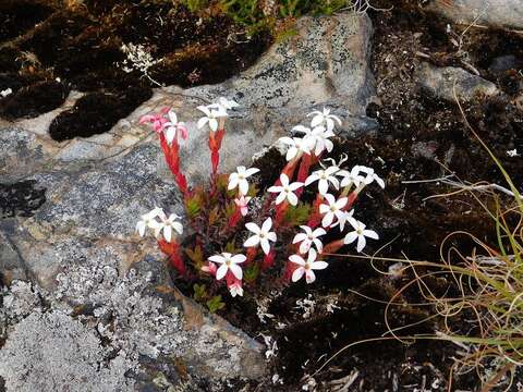 Image of Crassula obtusa Haw.