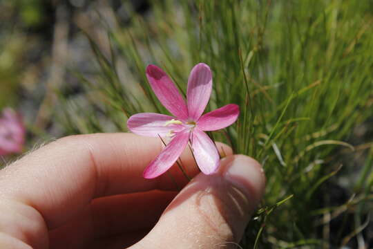 Image of Geissorhiza nubigena Goldblatt