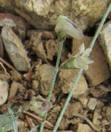 Image of Yellowstone milkvetch