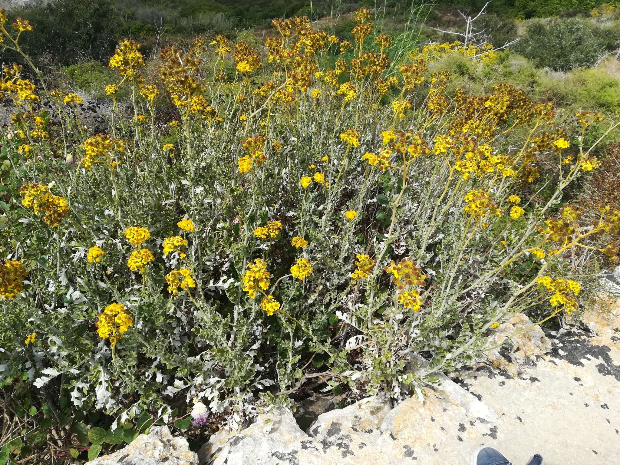 Image of Silver Ragwort