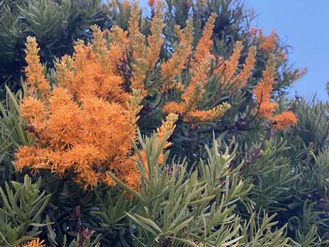 Image of Nuytsia floribunda (Labill.) R. Br.