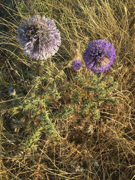 Image of Echinops adenocaulos Boiss.