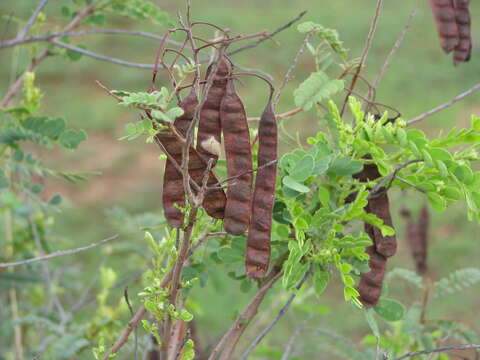 Senna auriculata (L.) Roxb. resmi