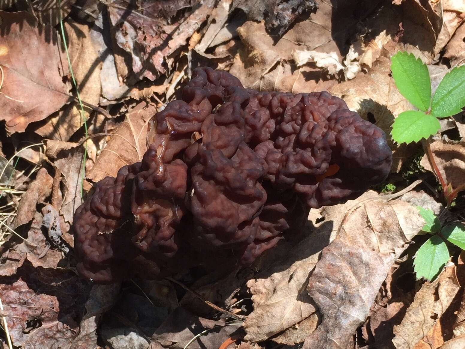 Imagem de Gyromitra esculenta (Pers.) Fr. 1849