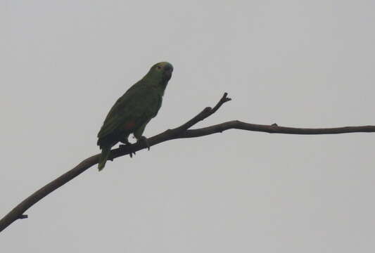 Image of Blue-fronted Amazon