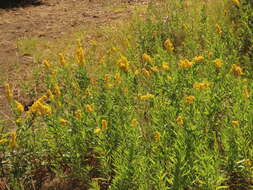 Image of Solidago elongata Nutt.