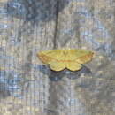 Image of <i>Auaxa sulphurea</i>