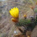 Image of Corryocactus chachapoyensis Ochoa & Backeb. ex D. R. Hunt