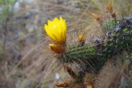 Corryocactus chachapoyensis Ochoa & Backeb. ex D. R. Hunt resmi