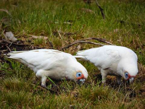 Image of Long-billed Corella